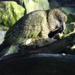 Kea