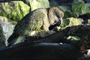 Kea