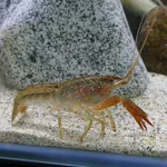 Red Swamp Crayfish