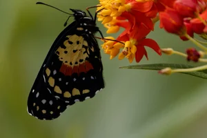 Crimson Patch