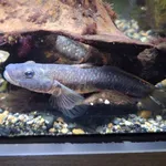 Amur goby
