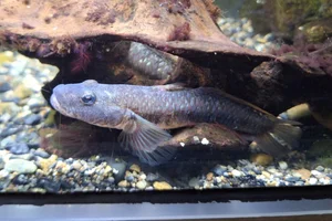 Amur goby
