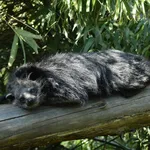 Binturong