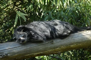 Binturong