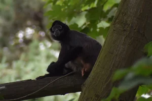 Mexican spider monkey