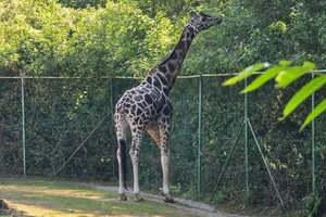 Giraffe