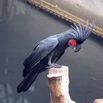 Palm Cockatoo