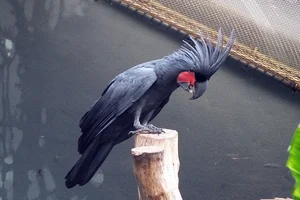 Palmkaketoe