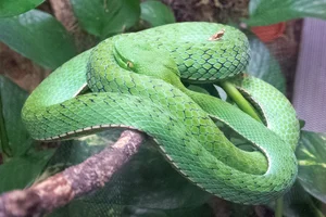 Yunnan Pit Viper