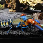 Cherax peknyi
