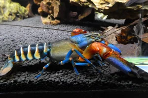 Cherax peknyi