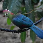 Fischer's Turaco