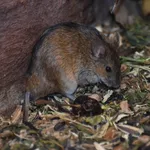 Striped Field Mouse