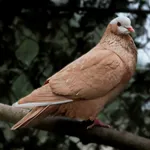 Columba domestica Linnaeus, 1758