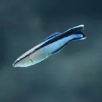 Bluestreak cleaner wrasse, Cleaner wrasse