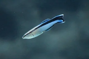 Gewone Poetslipvis