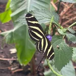 Zebra Longwing