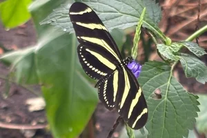 Zebravlinder