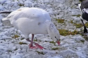 Ross' gans