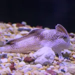 Spotted Handfish