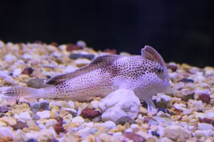 Spotted Handfish