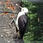 White Woodpecker
