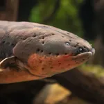 Electric Eel