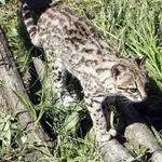 Southern Tiger Cat
