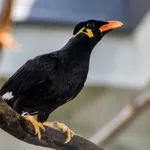 Common Hill Myna