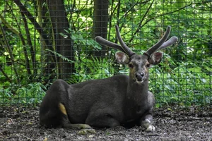 Sambar