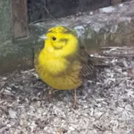 Yellowhammer