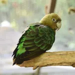 Cape Parrot