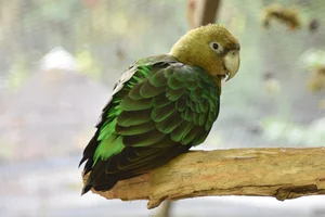 Kaapse Papegaai