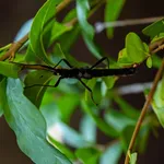 Golden-Eyed Stick Insect