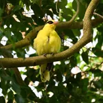 African Golden Oriole
