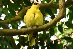 Afrikaanse wielewaal