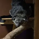 Binturong