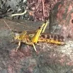 Desert Locust