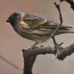 Red-fronted Serin