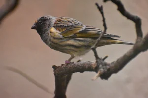 Roodvoorhoofdkanarie