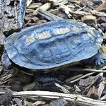 Twisted-Neck Turtle