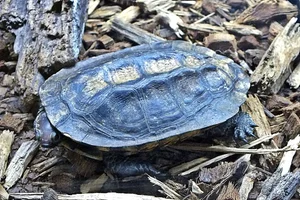 Roodkopdeukschildpad