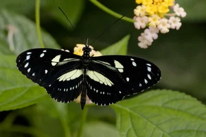 Heliconius atthis