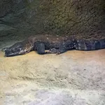 White-throated Monitor