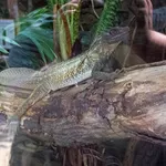 Sailfin Lizard