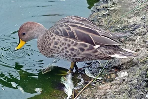 Chilean Pintail