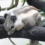 Himalayan Striped Squirrel