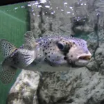 Spotfin Burrfish