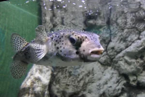 Gepunkteter Igelfisch