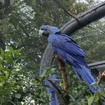 Hyacinth Macaw